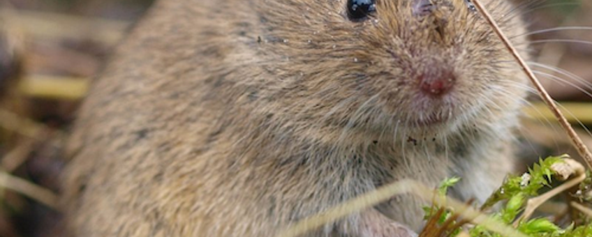 Veldmuis Microtus arvalis