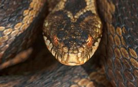 Jelger Herder Adder