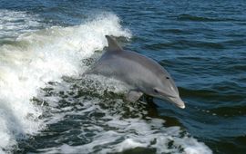 Bottlenose dolphin, tuimelaar, dolfijn