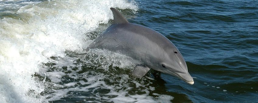 Bottlenose dolphin, tuimelaar, dolfijn