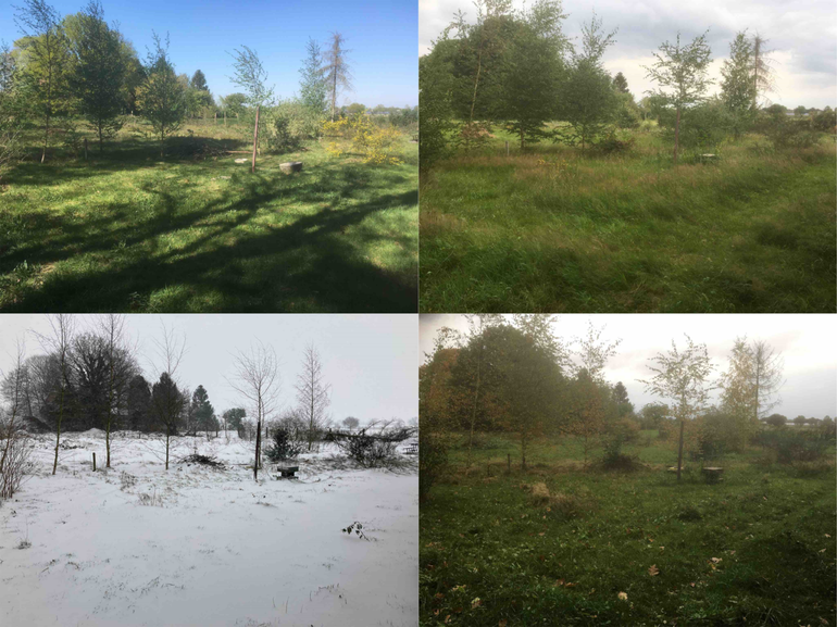 Bomen in een grasveld in vier seizoenen