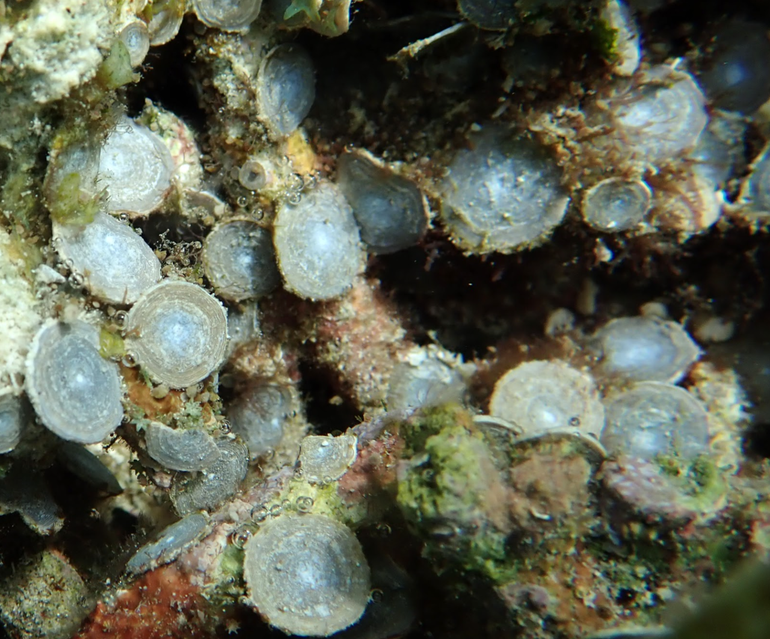 Grote foraminiferen uit Indonesië. Reusachtig, als je bedenkt dat dit eencellige wezens zijn