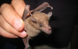 eenmalig gebruik A Curaçaoan Long-nosed Bat