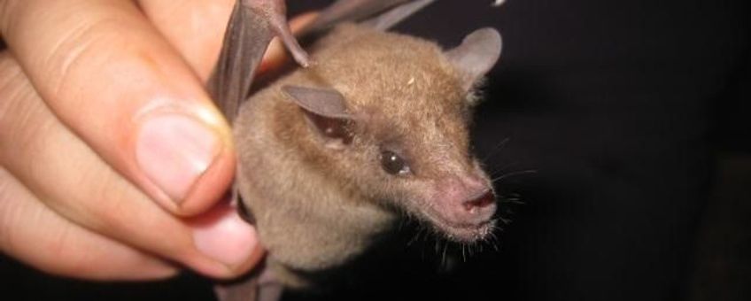 eenmalig gebruik A Curaçaoan Long-nosed Bat