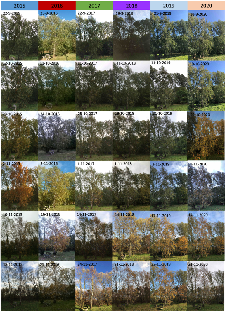 Verloop van bladverkleuring van een berk in de Lumentuin op de campus van Wageningen University & Research in de jaren 2015 tot en met 2020