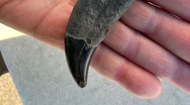 Topvondst van het Zeeuwse Banjaardstrand: een oeroude orka-tand