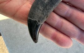 Topvondst van het Zeeuwse Banjaardstrand: een oeroude orka-tand