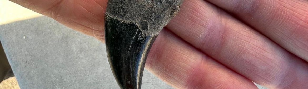 Topvondst van het Zeeuwse Banjaardstrand: een oeroude orka-tand