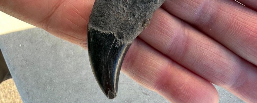 Topvondst van het Zeeuwse Banjaardstrand: een oeroude orka-tand