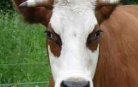 Marlies Sanders, Alterra Wageningen UR Blaarkoppen zijn uitermate geschikt om natuurhooi te verteren