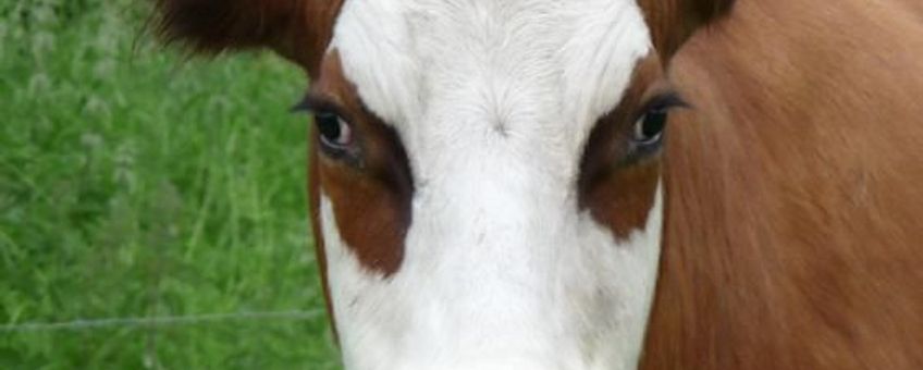 Blaarkoppen zijn uitermate geschikt om natuurhooi te verteren