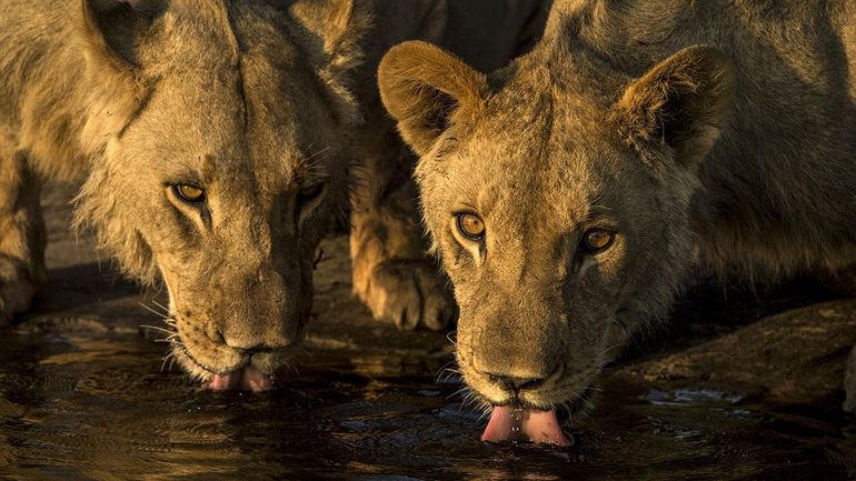 Leeuwenwelpen in Botswana in 'Birth of a Pride'