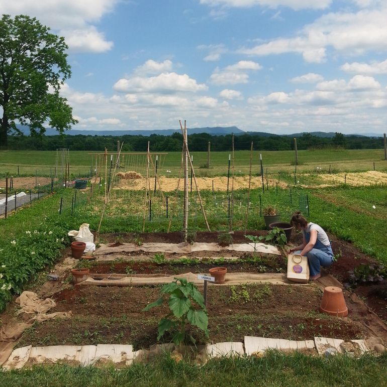 Gemeenschappelijke tuin in Harrisonburg, Virginia