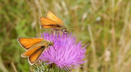 zwartsprietdikkopjes - primair