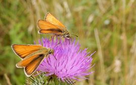 zwartsprietdikkopjes - primair