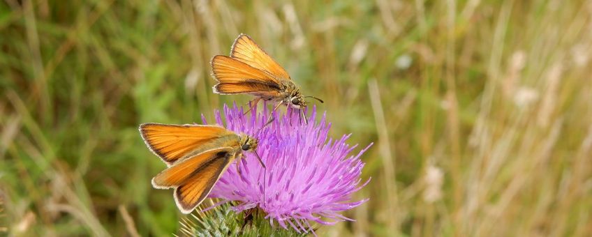 zwartsprietdikkopjes - primair