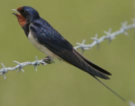 Hirundo rustica. Boerenzwaluw