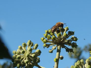 Veel insecten profiteren van bloeiende klimop, hier de klimopbij in actie