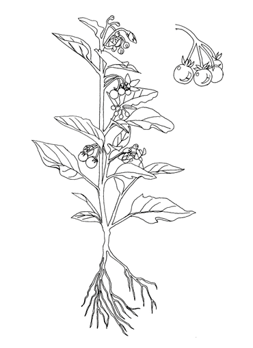 Zwarte nachtschade uit het stoepplantjes kleurboek