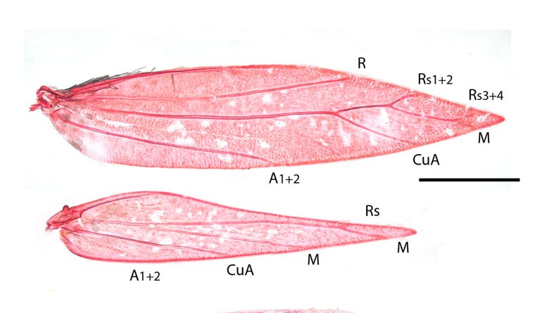 Aspilanta oinophylla, vleugeladering, kenmerkend voor Aspilanta, microscopisch preparaat