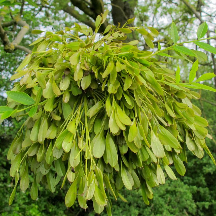 Fraxinus excelsior es zaden