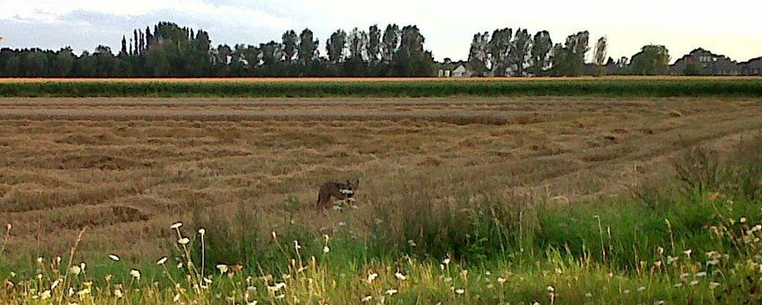 Wolf bij Duiven