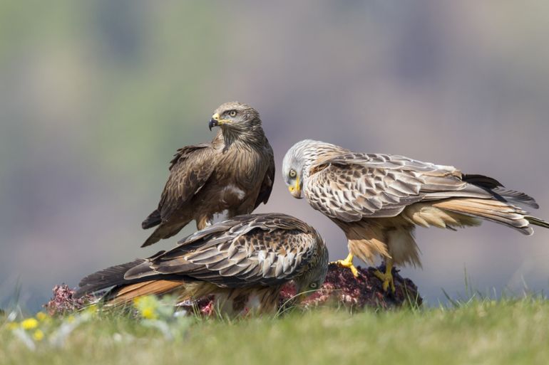 Zwarte wouw en rode wouwen op kadaver