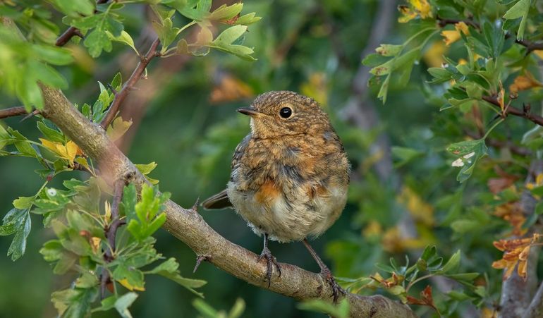 De roodborst houdt van heggen. Ze vindt er beschutting, een nestplek en eten