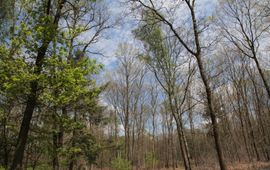 Rupsenplaag in eikenbos op rijke bodem