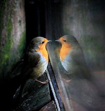 Roodborst met spiegelbeeld