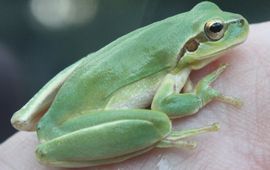 Fred Schenk Mediterrane boomkikker (Hyla meridionalis) aangetroffen in garnalentransport
