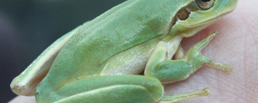 Mediterrane boomkikker (Hyla meridionalis) aangetroffen in garnalentransport