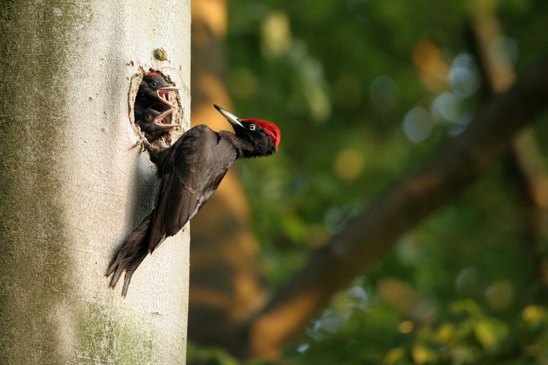 De zwarte specht is een van de vogelsoorten die zal profiteren van vitaler bos op de Veluwe