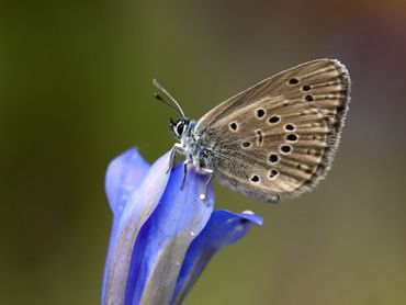 Gentiaanblauwtje is gevoelig voor klimaatextremen