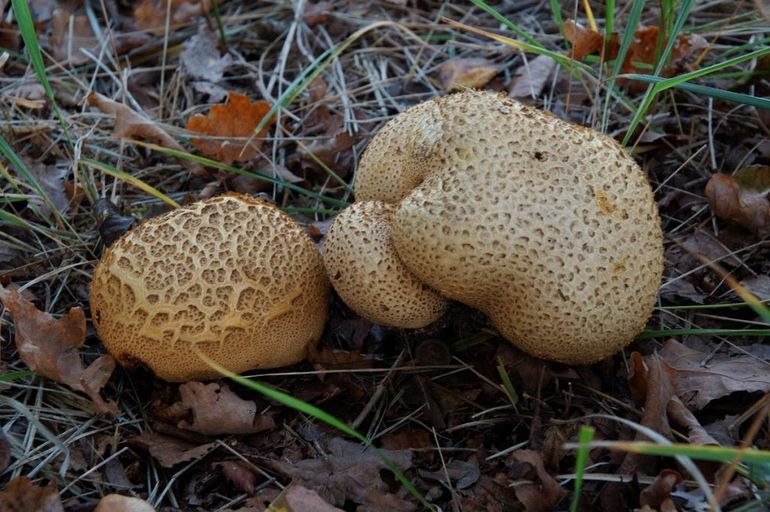 De gele aardappelbovist is vanaf de zomer tot in het late najaar te vinden