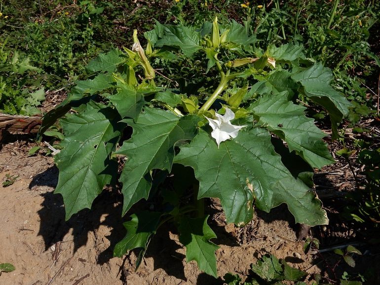 Doornappel is een grote plant met opvallende bloemen