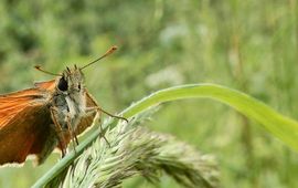SoortenNL geelsprietdikkopje - primair