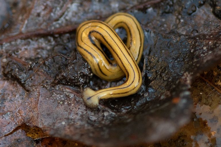 Hamerhoofdplatworm (D. multilineatum) in Aagtdorp