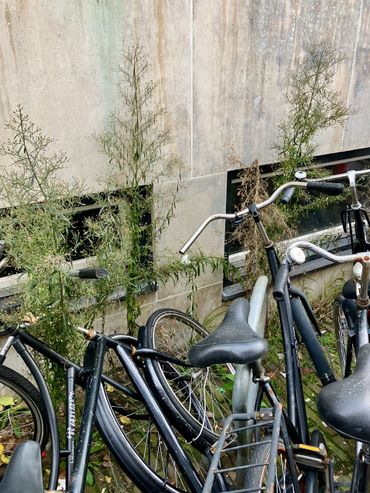 De bloemhoofdjes van Hoge fijnstraal zijn talrijk, maar zien er niet indrukwekkend uit