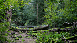 Omgevallen boom in de Emmerdennen