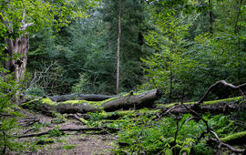 Omgevallen boom in de Emmerdennen