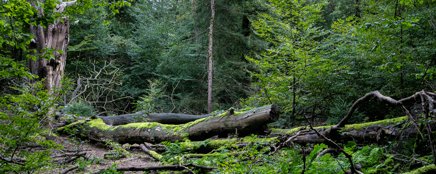 Omgevallen boom in de Emmerdennen
