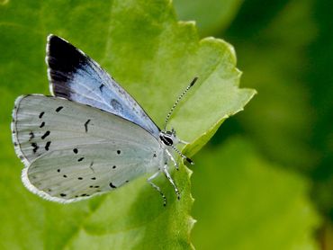 Ook boomblauwtje zal pas over een paar weken in uw tuin verschijnen