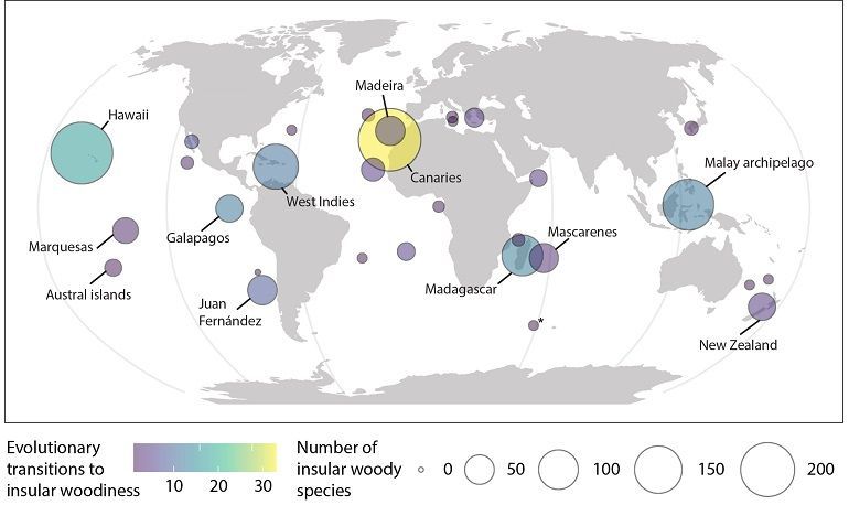 Figure 2: minimum number of evolutionary shifts to insular woodiness and number of insular woody species on archipelagos worldwide. Only archipelagos with at least one evolutionary shift are shown for clarity. The * summarises multiple Southern Indian Ocean islands (Kerguelen, Crozet, Prince Edward Islands and Heard & MacDonald)