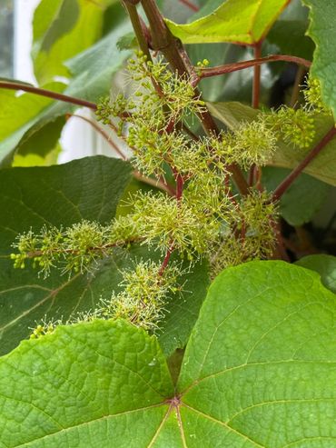 Vitis amurensis in Amsterdam