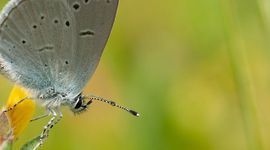 dwergblauwtje - primair