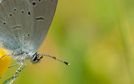 dwergblauwtje - primair