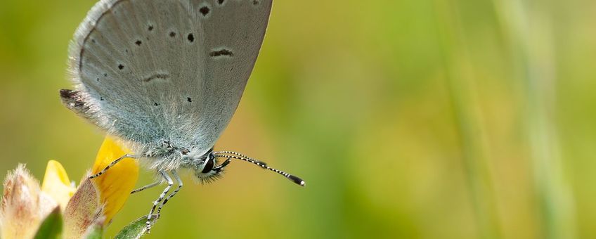 dwergblauwtje - primair