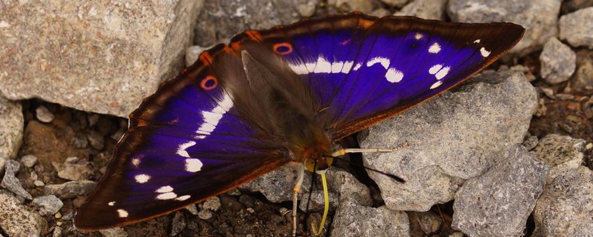 Grote weerschijnvlinder