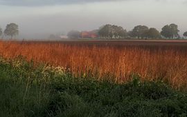 Grauwe Kiekendief - Kenniscentrum Akkervogels (eenmalige gebruik) Sfeerbeeld Polder Ravenswoud